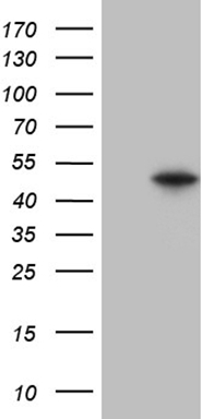 SCMH1 Antibody
