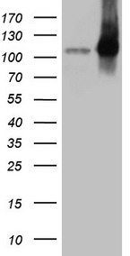 SCML2 Antibody
