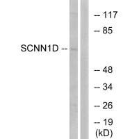 SCNN1D Antibody