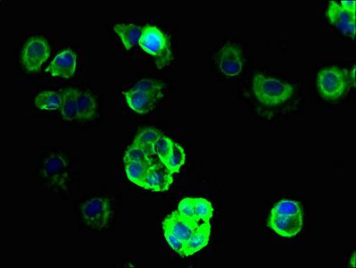 SCNN1G Antibody