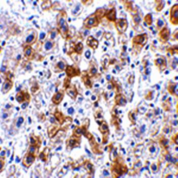 SCO2 Antibody