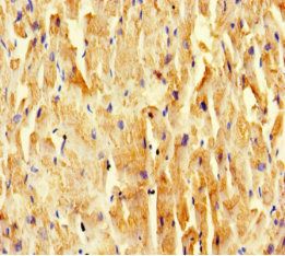 SCOC Antibody