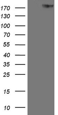 SYCP3 Antibody