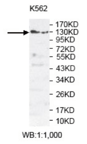 PLEKHG3 Antibody