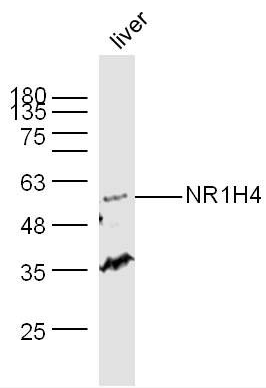 FXR antibody