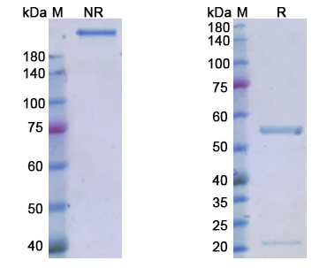 Magrolimab (CD47 ) - Research Grade Biosimilar