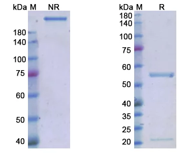 Magrolimab (CD47 ) - Research Grade Biosimilar Antibody