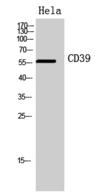 CD39 Rabbit Polyclonal Antibody
