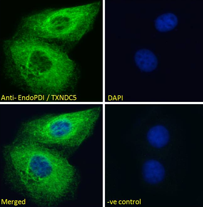 TXNDC5 antibody