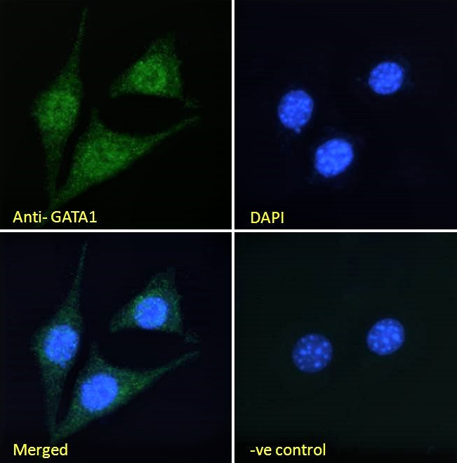 Goat anti-GATA1 Antibody