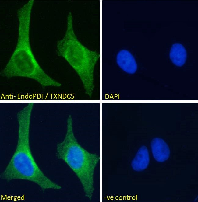 TXNDC5 antibody