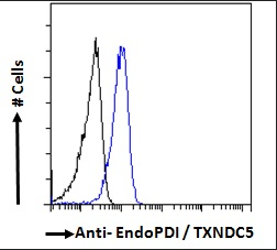 TXNDC5 antibody