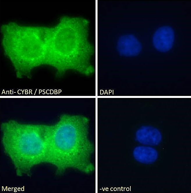 Goat anti-CYBR / PSCDBP Antibody
