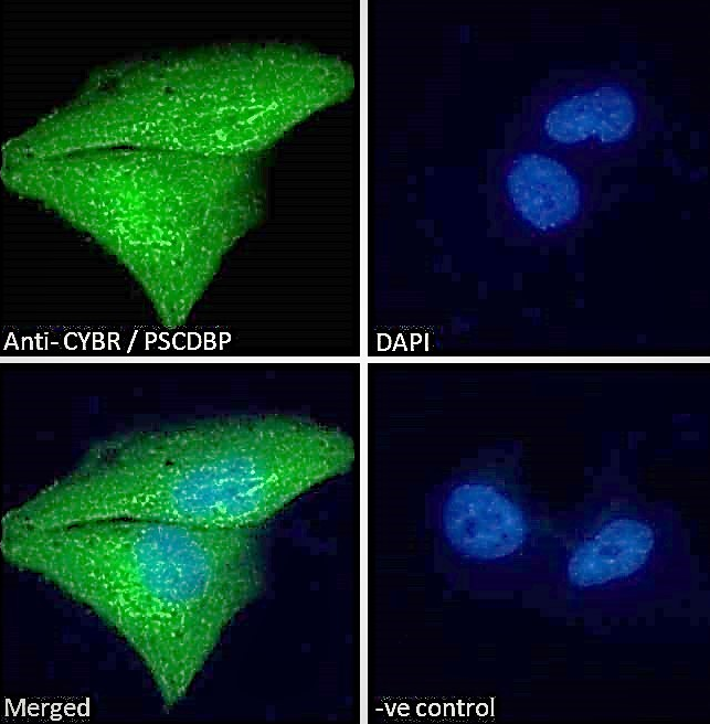 Goat anti-CYBR / PSCDBP Antibody