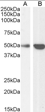 Goat anti-TRAF2 Antibody