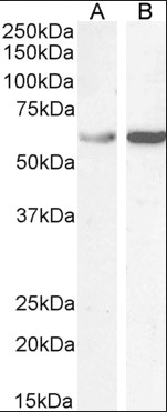 TCP1 antibody