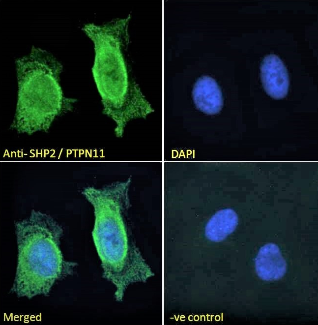 Goat anti-SHP2 / PTPN11 Antibody