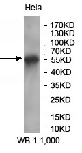 ETV1 Rabbit Polyclonal Antibody