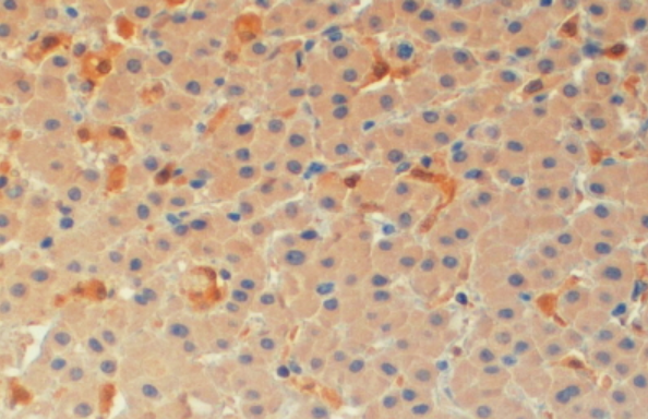 Goat anti-ASC / TMS1 Antibody