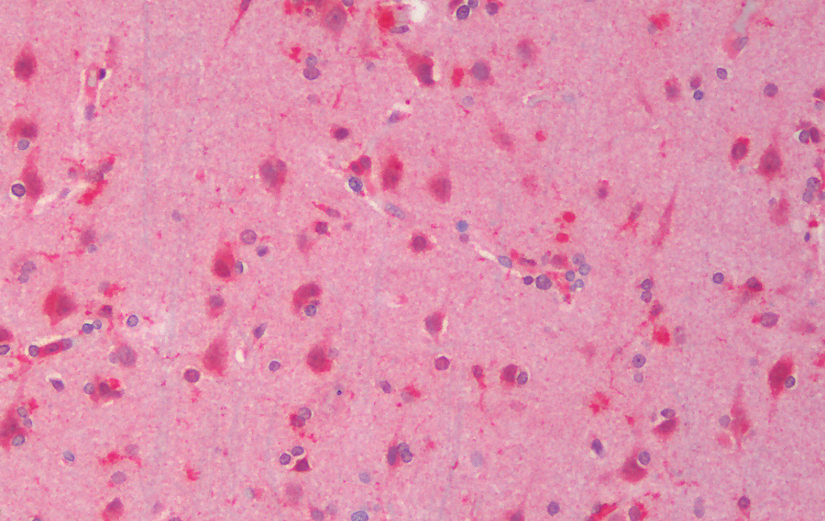 Goat anti-Dvl1 (mouse) Antibody