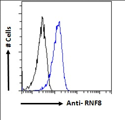 RNF8 antibody