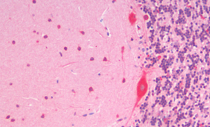 Goat anti-SLC7A6 / y+LAT-2 (C Terminus) Antibody