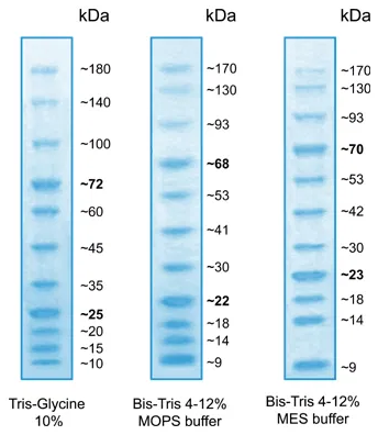 BlueAQUA Prestained Protein Ladder