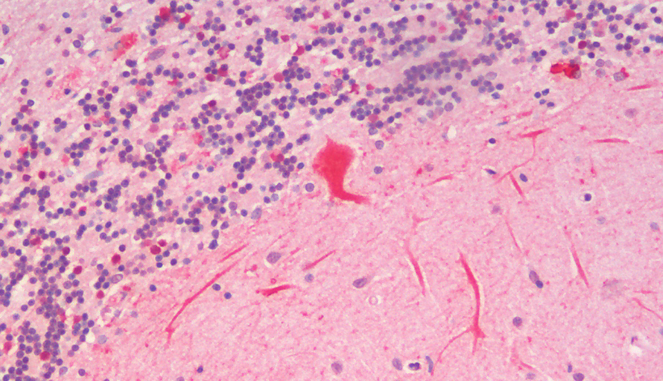 Goat anti-SLC7A6 / y+LAT-2 Antibody