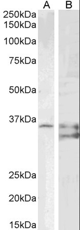 Goat anti-Sgta (mouse aa84-97) Antibody