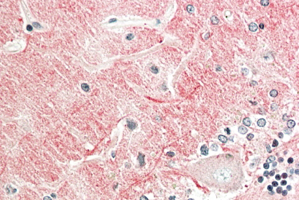 Goat anti-contactin 1 (aa585-870) Antibody