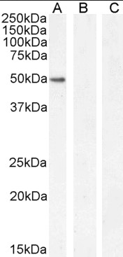 GATA1 antibody
