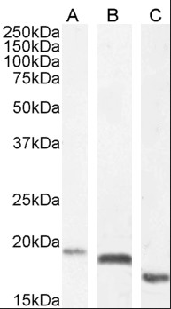 Goat anti-EDF1 / MBF1 Antibody