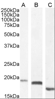 EDF1 antibody