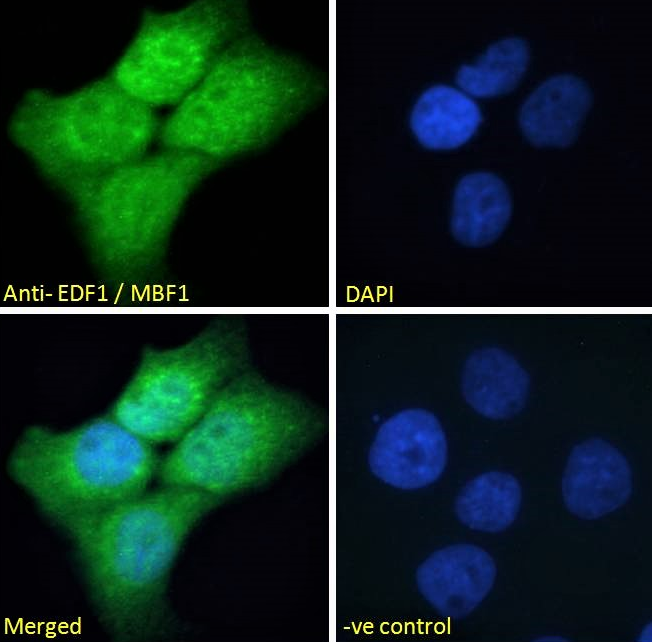 Goat anti-EDF1 / MBF1 Antibody