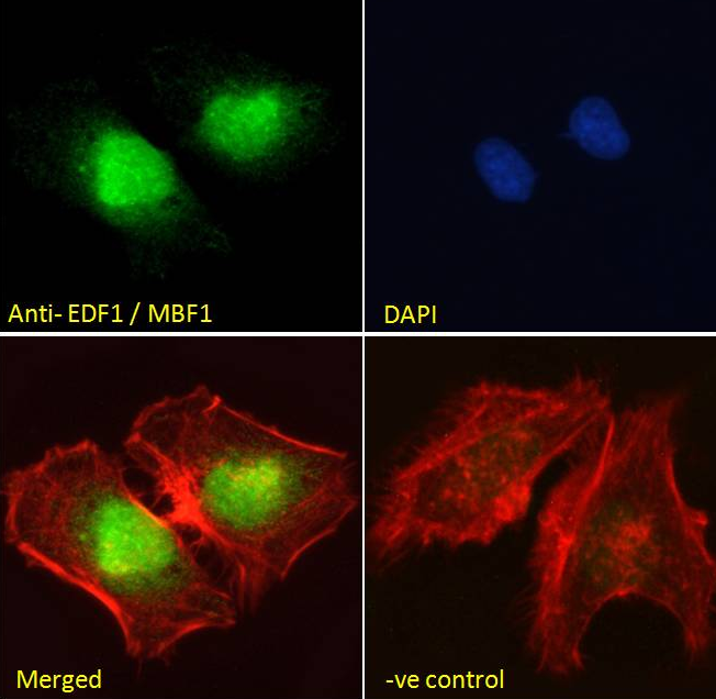 Goat anti-EDF1 / MBF1 Antibody