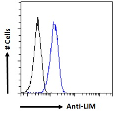 Lmo3 antibody