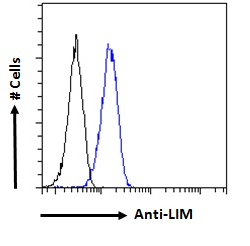 Goat anti-LIM domain only 3 / lmo3 Antibody