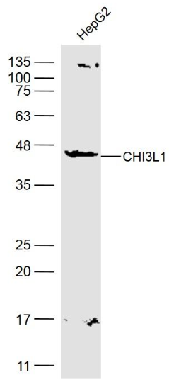 CHI3L1 antibody (FITC)
