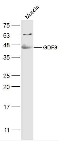 GDF8 antibody