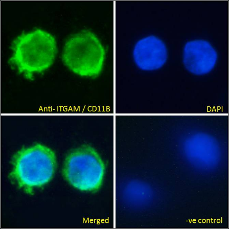 CD11b antibody