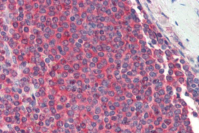 Goat anti-ribosomal protein L8 Antibody