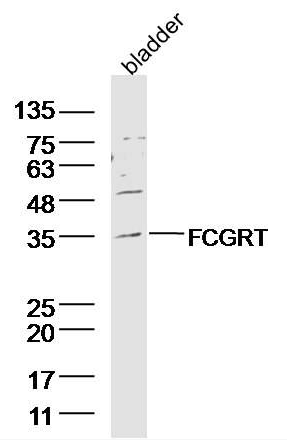 FCGRT antibody