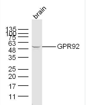 GPR92 antibody