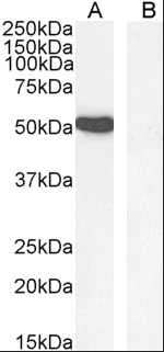 Goat anti-GATA1 Antibody