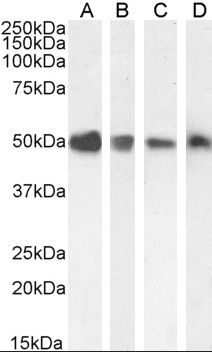 TXNDC5 antibody