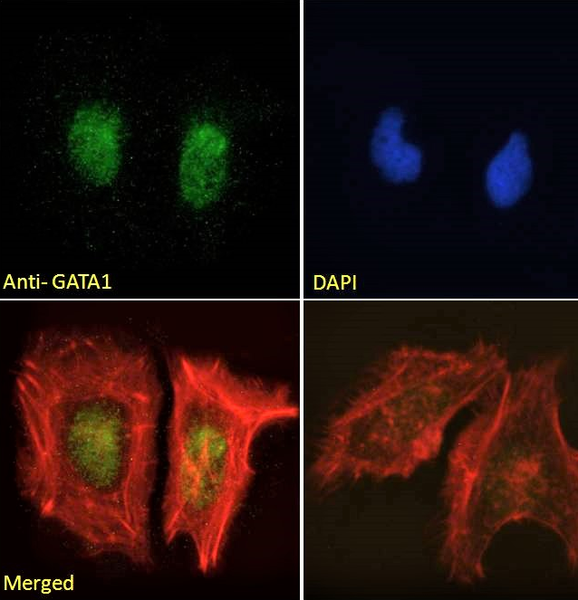 Goat anti-GATA1 Antibody