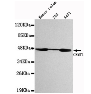 CKMT1 Mouse Monoclonal Antibody