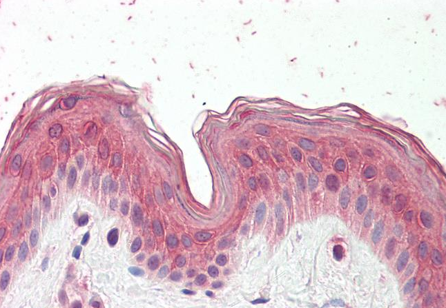 Goat anti-CYP24A1 Antibody