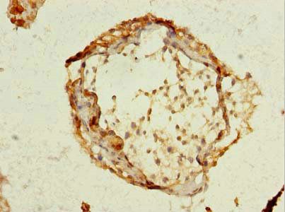 SCRG1 Antibody