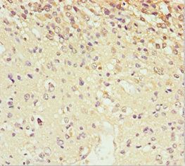 SCRN2 Antibody